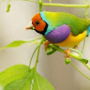 Meet your Posher, Agnes